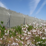The Wall, Palestine