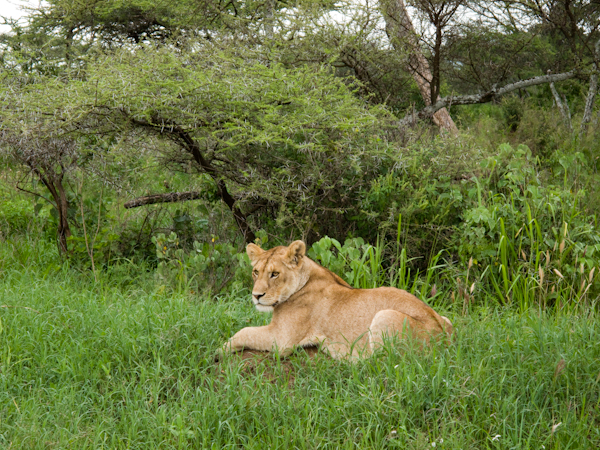 serengeti-5295